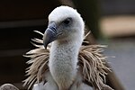 Griffon vulture Vautour fauve.JPG