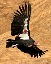 The California condor is an endangered species. Note the wing tags used for population monitoring. Gymnogyps californianus -Bitter Creek National Wildlife Refuge, California, USA -flying-8.jpg