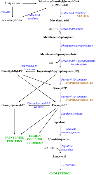 File:HMG-CoA reductase pathway.svg