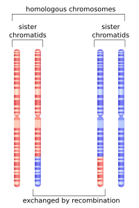 Depiction of chromosome 1 after undergoing homologous recombination in meiosis