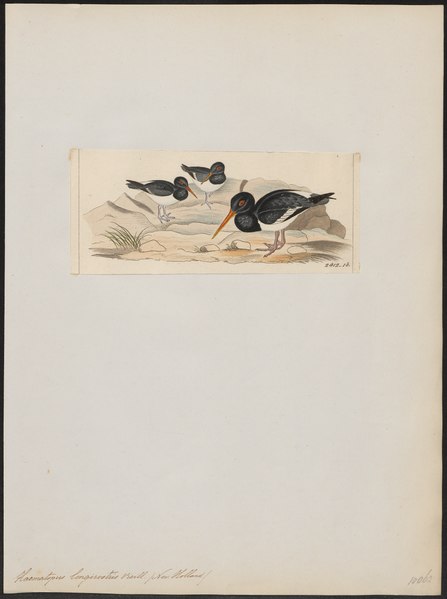 File:Haematopus longirostris - 1820-1860 - Print - Iconographia Zoologica - Special Collections University of Amsterdam - UBA01 IZ17300013.tif