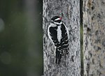 Thumbnail for File:Hairy woodpecker (30969593706).jpg