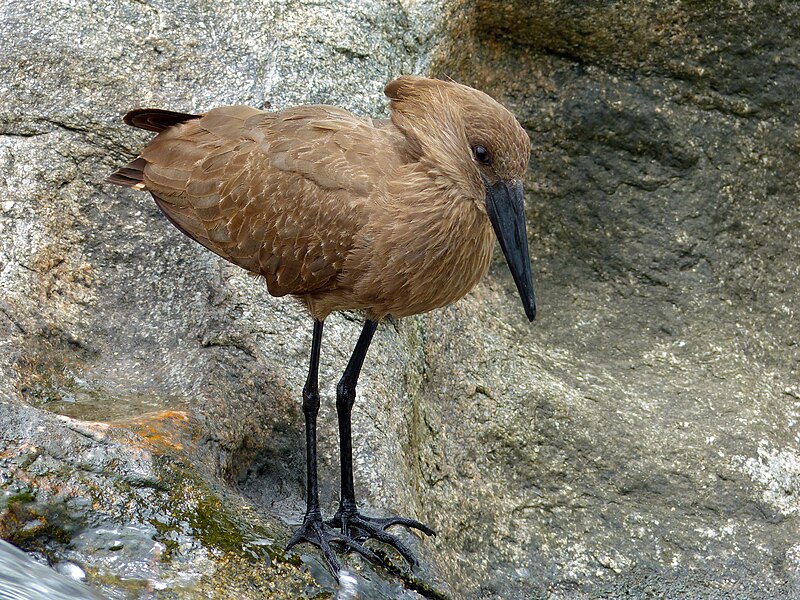 File:Hamerkop (Scopus umbretta) (12716831915).jpg