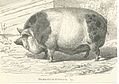 Hampshireschwein