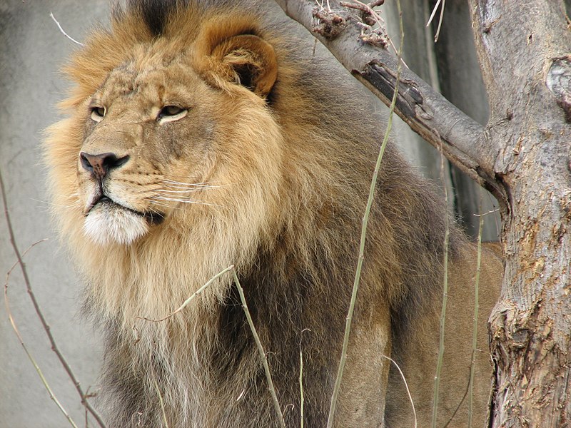 File:HansomeLion 002.jpg
Description	Lion - Louisville Zoo