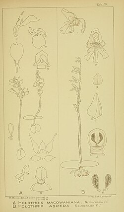 Harry Bolus - Orchids of South Africa - volume III plate 019 (1913).jpg