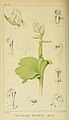 Satyrium × guthriei plate 21 in: Harry Bolus: Orchids of South Africa volume I (1896)