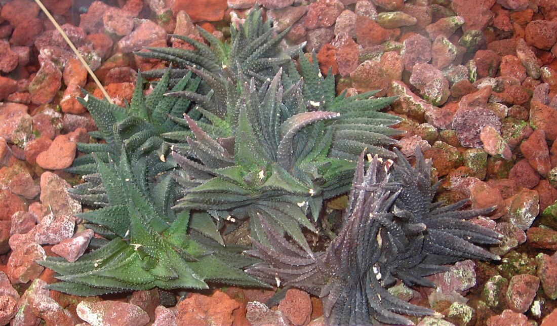 Haworthiopsis scabra