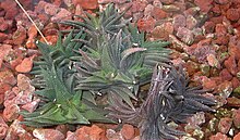 Haworthia scabra - JBM.jpg