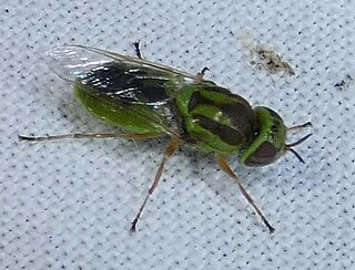 <i>Hedriodiscus trivittatus</i> Species of fly