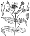 Helianthus divaricatus BB-1913.png