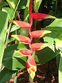 Heliconia in Singapore