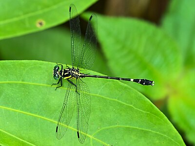 Heliogomphus promelas.jpg