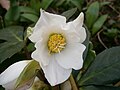 Helleborus niger flower