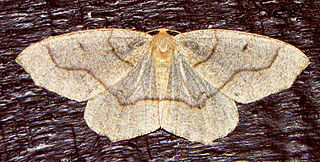 <i>Lambdina fiscellaria</i> Species of moth
