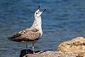 * Предлог An immature herring gull (Larus argentatus) in Gennevilliers, France. --Alexis Lours 12:30, 29 April 2024 (UTC) * Поддршка Good quality. --Argenberg 12:41, 29 April 2024 (UTC)