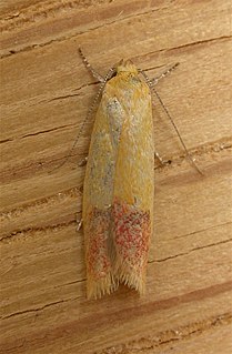<i>Heteroteucha</i> Genus of moths