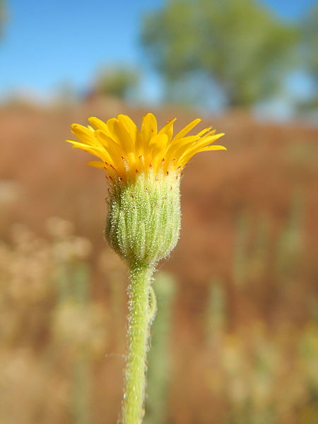 File:Heterotheca grandiflora (19509376523).jpg