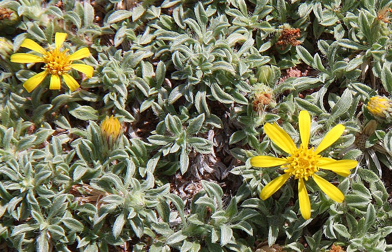 File:Heterotheca jonesii bloom Zion National Park USA 2012 08 28.jpg