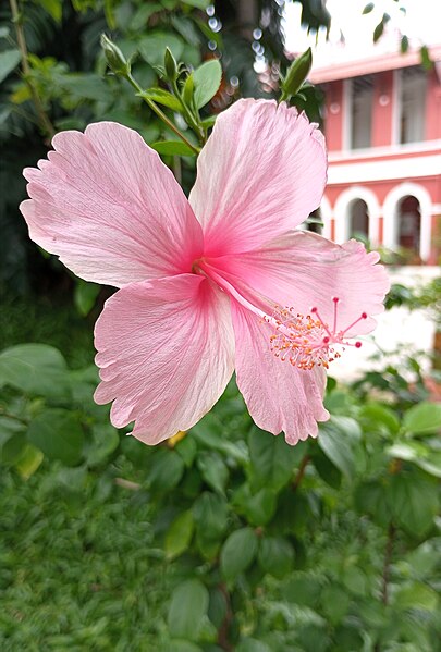 File:Hibiscus rosa-sinensis - Pink Cultivar.jpg