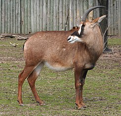 Hippotragus equinus cottoni - Buffalo Zoo.jpg