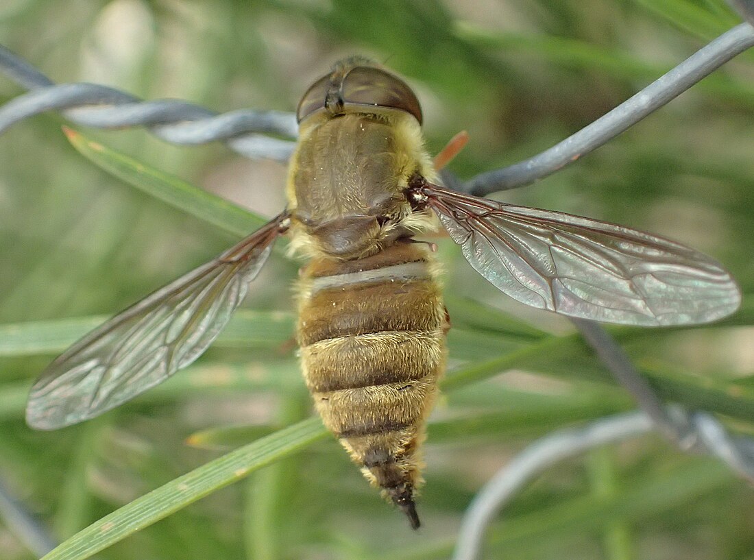 Nemestrinidae