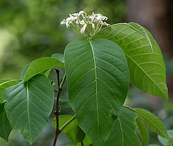 thumbHolarrhena pubescens