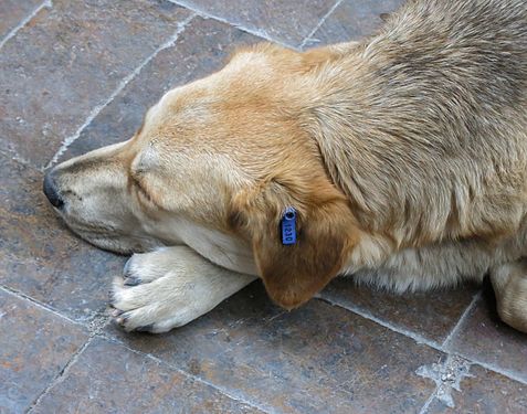 Homeless dog No 1230 in Turkish Riviera