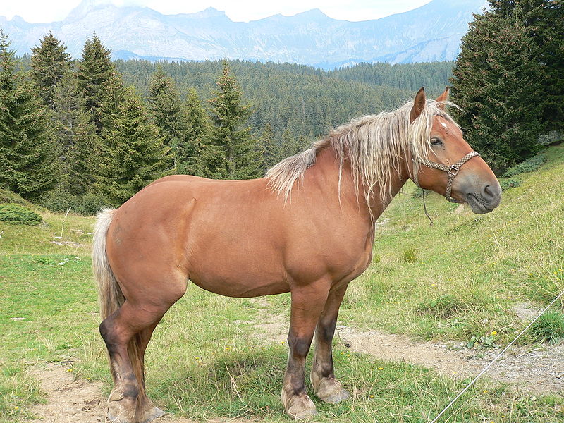File:Horse Col des Saisies F.JPG