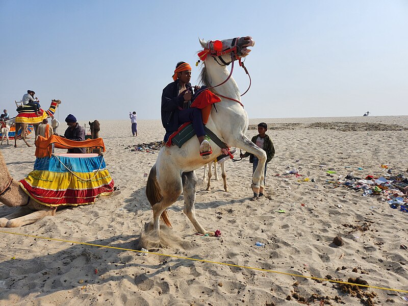 File:Horse Varanasi Beach-Varanasi India-Andres Larin.jpg