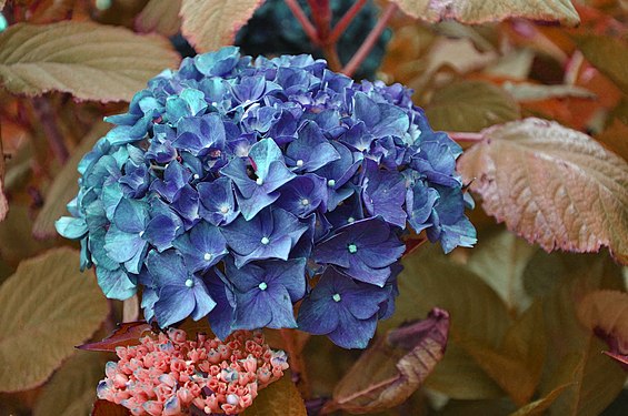 Hydrangea in France