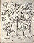 Miniatuur voor Bestand:Hortus Eystettensis, 1640 (BHL 45339 165) - Classis Aestiva 13.jpg
