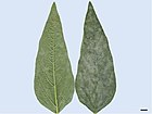 Host symptom of sesame (Sesamum orientale L.).jpg