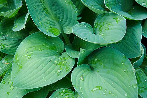 Hosta Plante.jpg