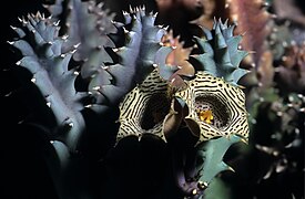 Huernia nouhuysii ✓