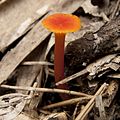 ベニヒガサ Hygrocybe cantharellus