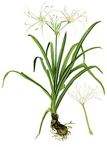 Hymenocallis littoralis Blanco2.411-cropped.jpg