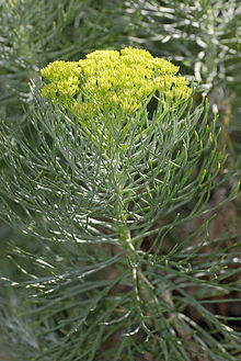 Hymenolepis parviflora, Jan Celliers Park.jpg