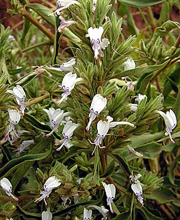 <i>Hypoestes forskaolii</i> Species of flowering plant