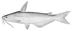 Ictalurus furcatus.jpg