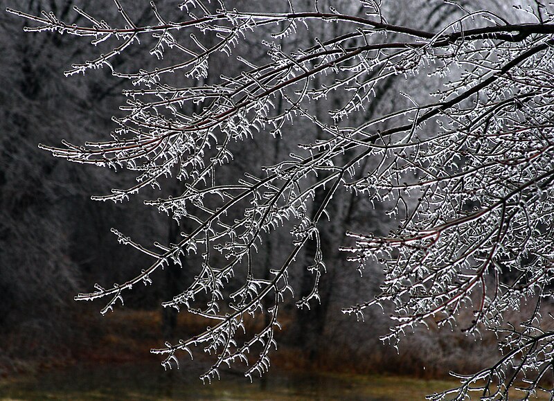 File:Icy Swamp Maple, Boxborough, Massachusetts, 2008.jpg
