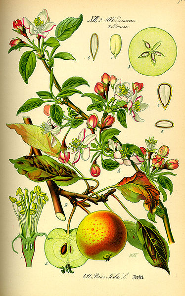 File:Illustration Malus domestica0.jpg