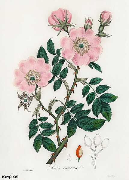 File:Illustration from Medical Botany, digitally enhanced from rawpixel's own original plates 170.jpg