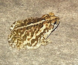 <i>Incilius mazatlanensis</i> Species of amphibian