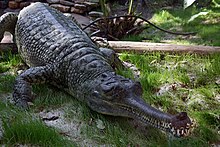 Indian Gharial Crocodile Digon3.JPG
