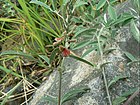 Indigofera oblongifolia 1.jpg