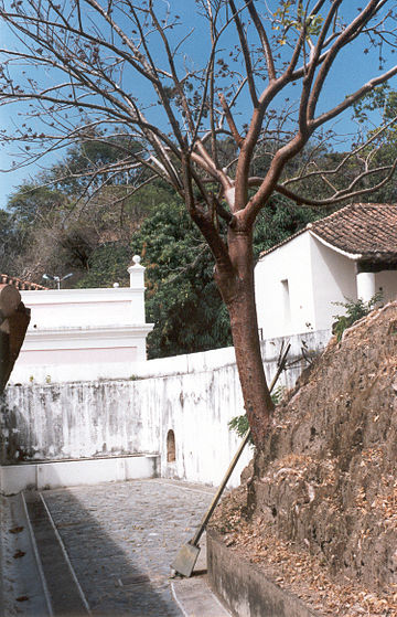 Bursera simaruba