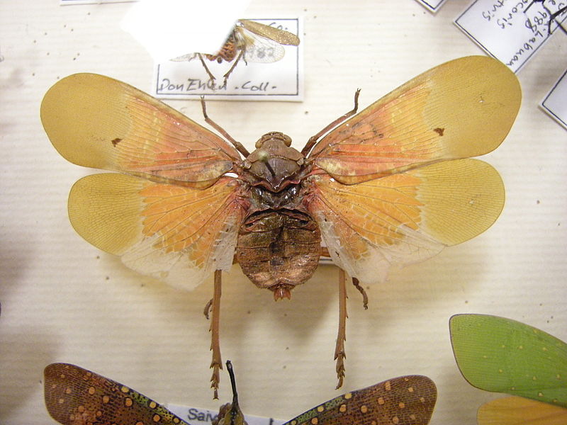 File:Insect Safari - insect 03.jpg