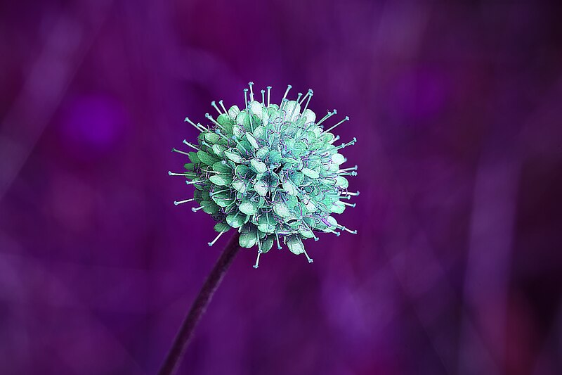 File:Inverted Scabious - Flickr - AJC1.jpg