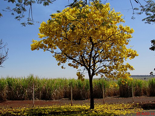 ? 10 árboles maderables de la Amazonía - Fotos, descripción, nombres